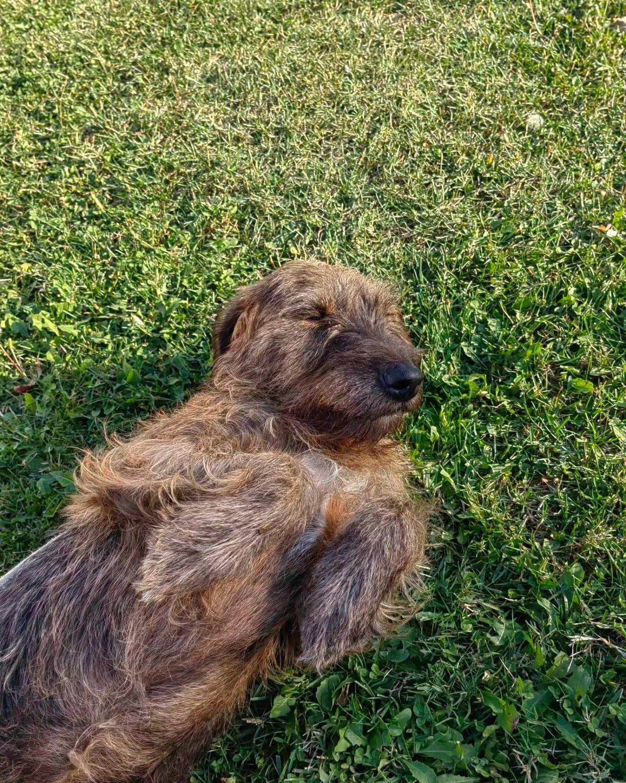 Lena — Ženka, 3,5 godine