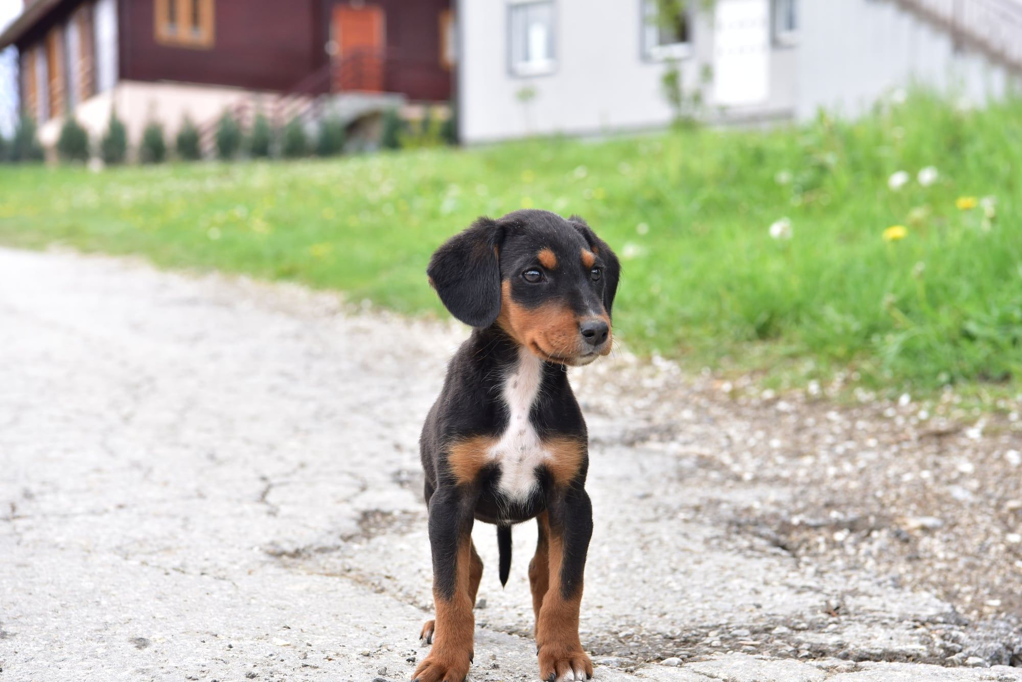 Štene lutalica gleda u kameru na seoskom putu